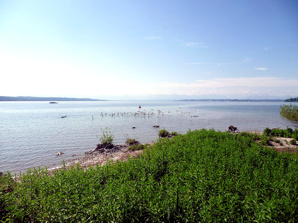 Ein Blick von der grünen Roseninsel auf den Blauen Starnbererger See.