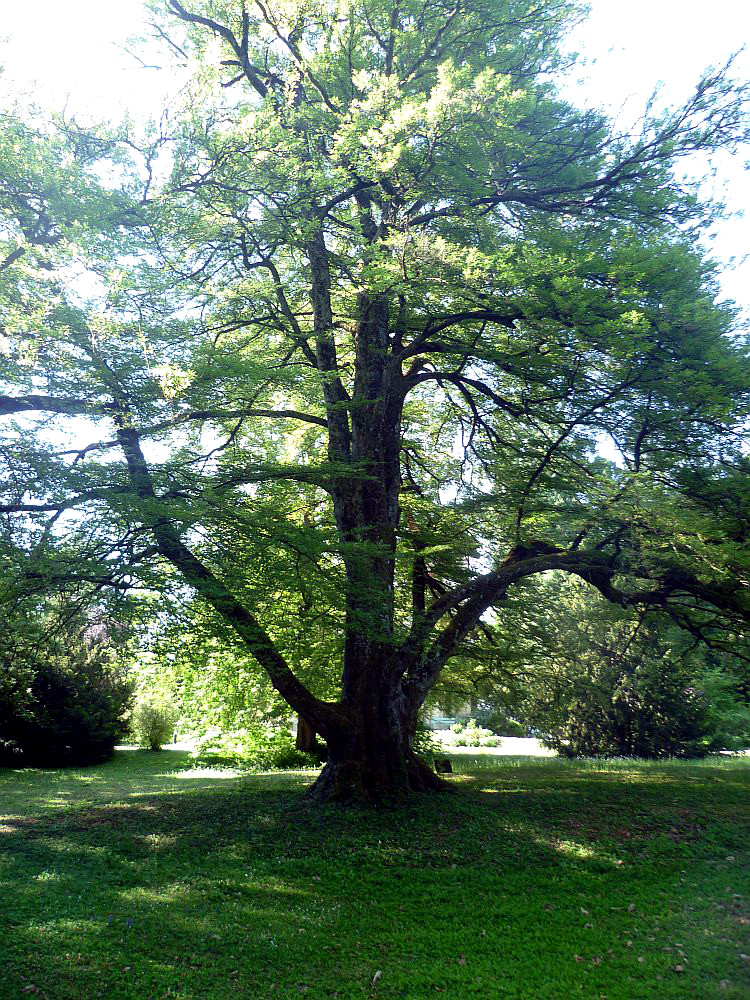 Ein uralter riesiger Baum auf einem grün bewachsenen Erdhügel.