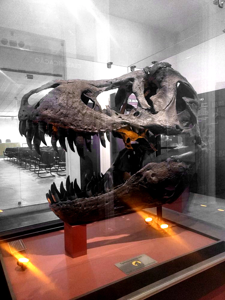 Bild von einem T-Rex Schädel