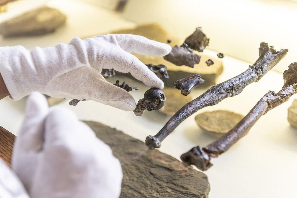Die Knochen des Danuvius Guggenmosi, eine Hand in einem Samthandschuh hält ein Kugelgelenk spezifisch in die Kamera.
