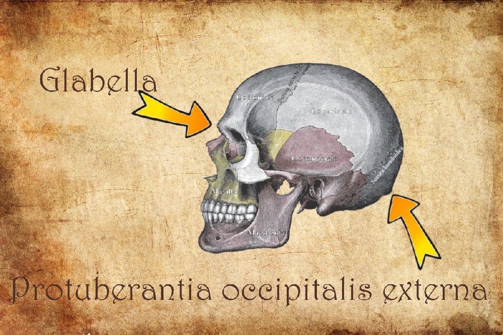 Eine Zeichnung eines Schädels. Die Protuberantia occipitalis externe, und die Glabella sind beschriftet und mit einem Pfeil versehen.