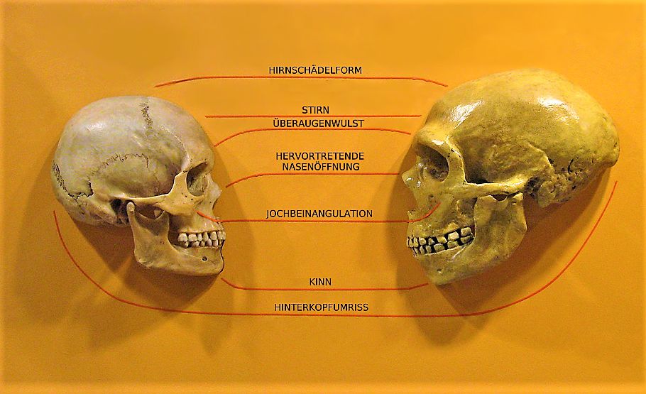 Der Schädel eines Homo sapiens und der Schädel eines Neandertalers im Vergleich einander gegenübergestellt. Es fällt auf, der Neandertaler ist viel größer.