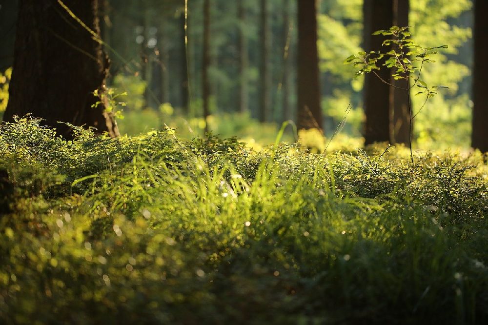 Moos auf Waldboden