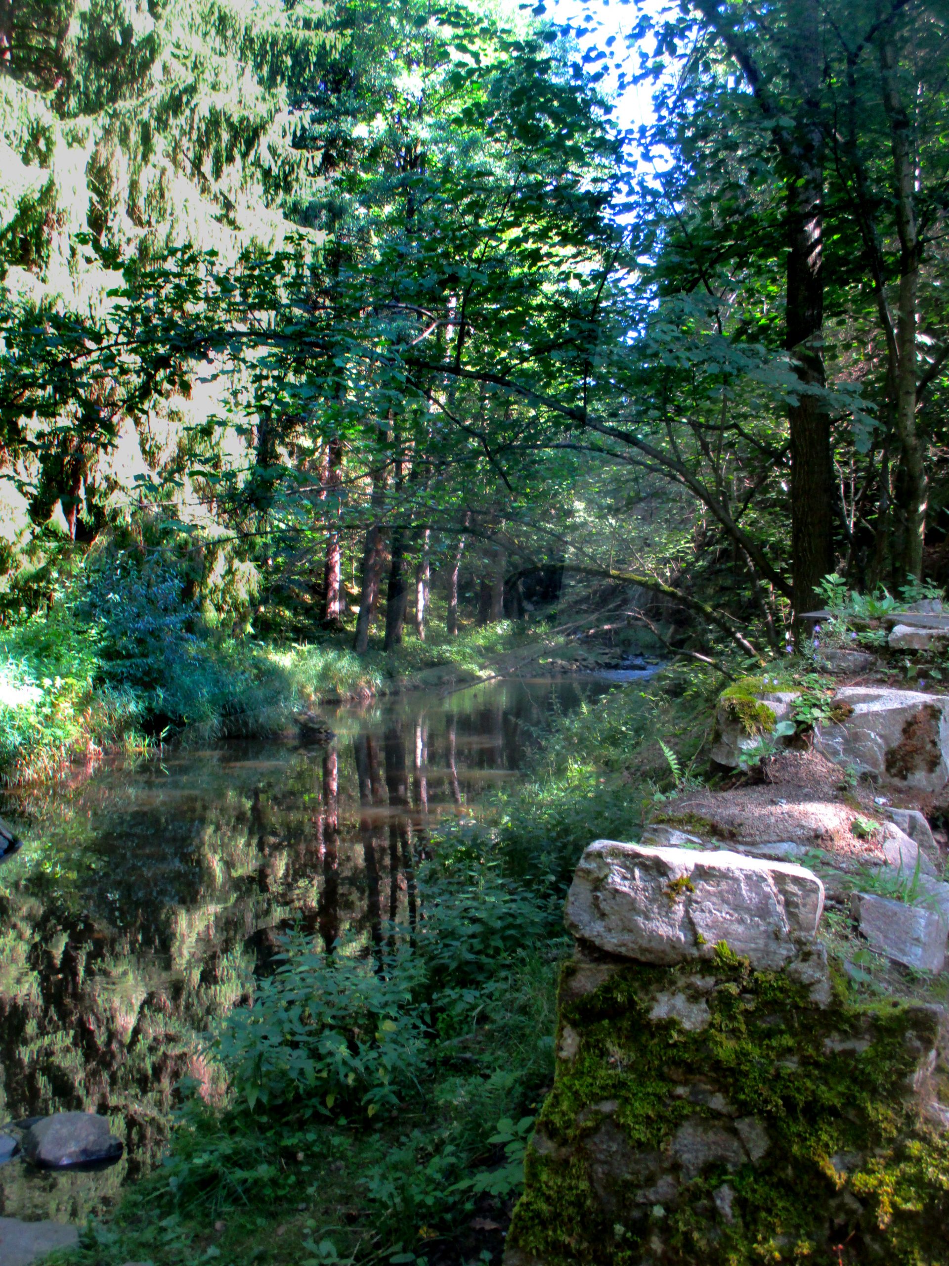 Ein Cah durchfießt einen Wald, die Bäume Spiegeln sich im Wasser