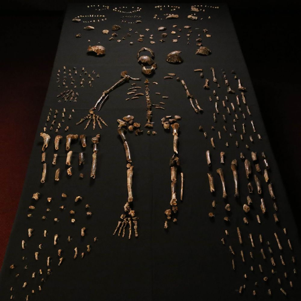 Alle Skelette des Homo Naledi ausgelegt in bezug auf die Knochenposition am Körper.