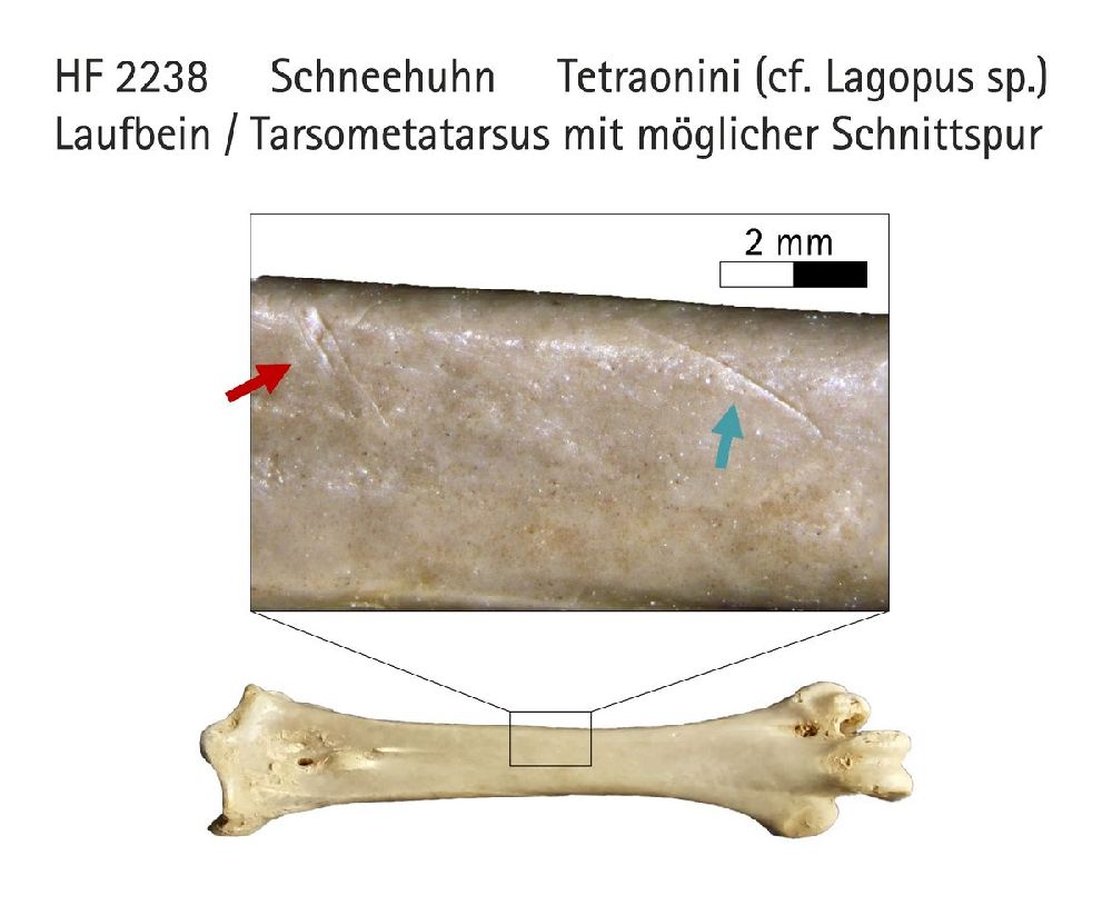 Ein Knochen mit einer Vergrößerung, die gut 4 mm lange Schnitte an dem Knochen aufzeigt.