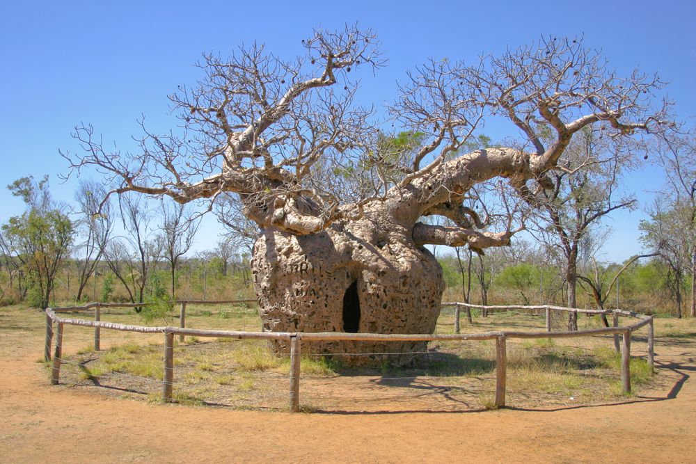 Ein Baum mit einem Stamm der aussieht wie eine riesige Kugel.