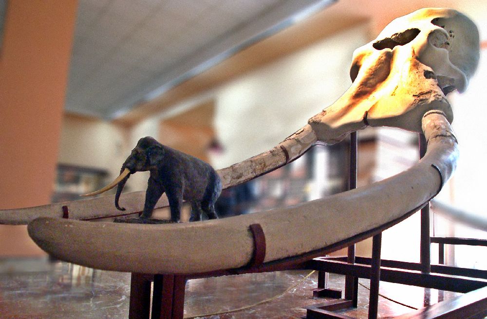 Ein Elefantenschädel in einem Muaeum. Er hat auffällig lange Stoßzäne, eine Darstllung des Elfanten in Miniatur steht daneben.