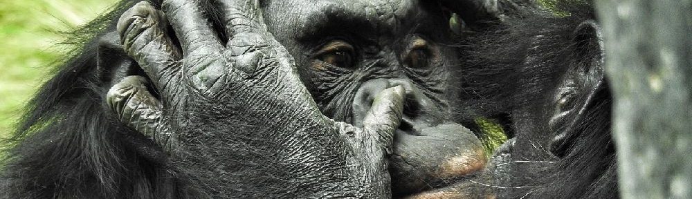 Nahaufnahme zweier Bonobos. Sie sind kurz vor einem Kuss, der eine Hält den Kopf des anderen.